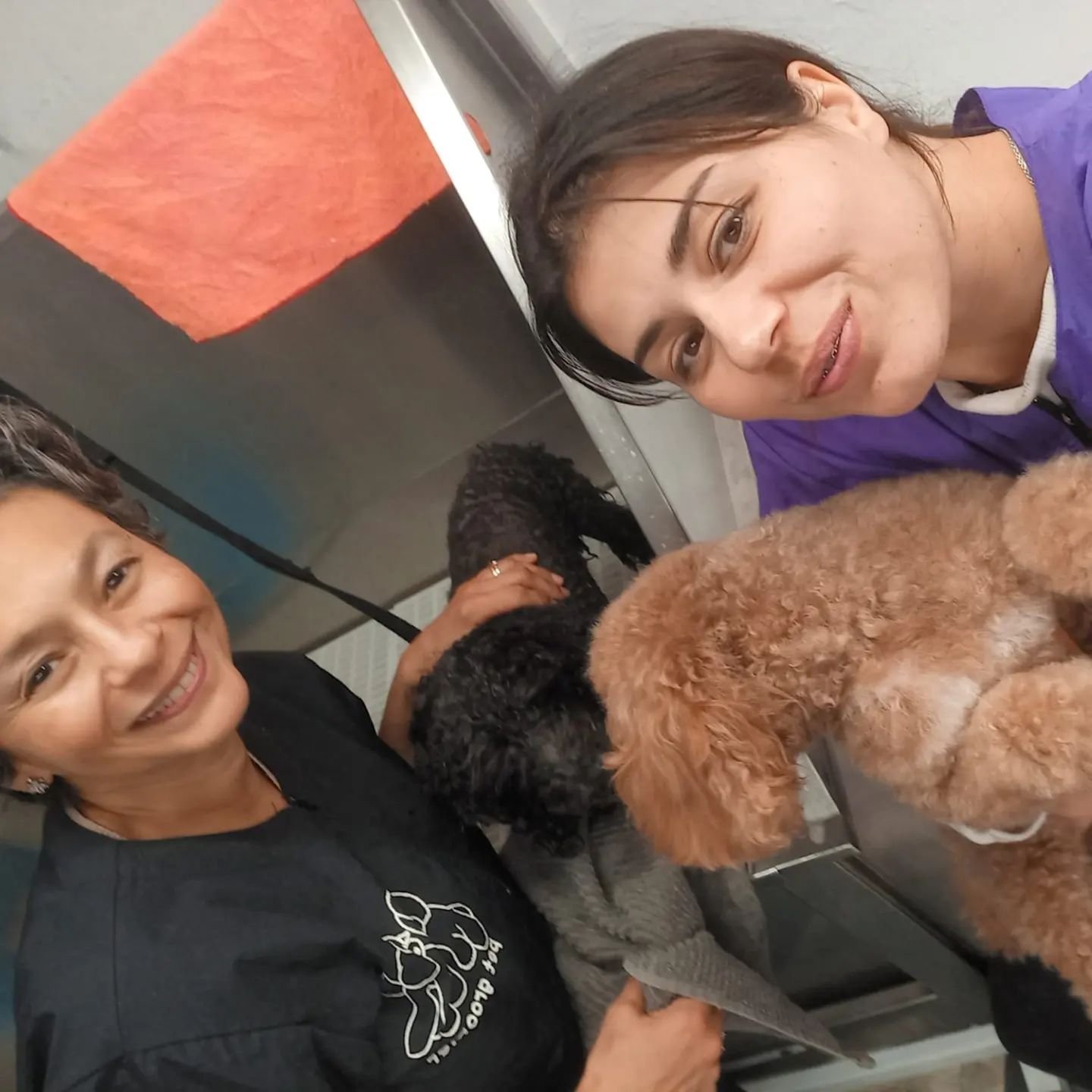 pruebas.vipveryimportantperros.es